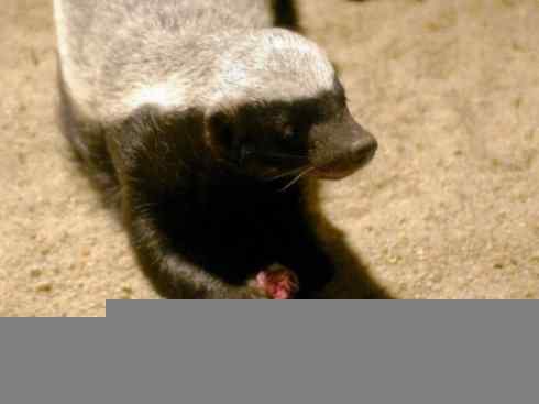 十大喜食蜂蜜动物：蜜獾