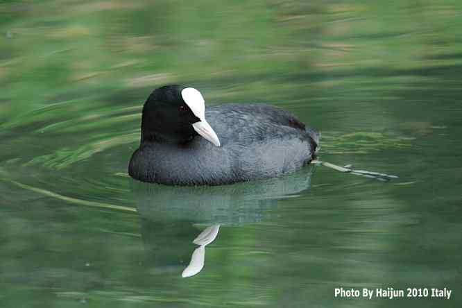 【亚平宁半岛之旅 wbr. wbr角逐白骨顶】