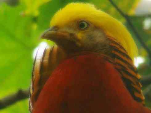 家禽驯化之源之八