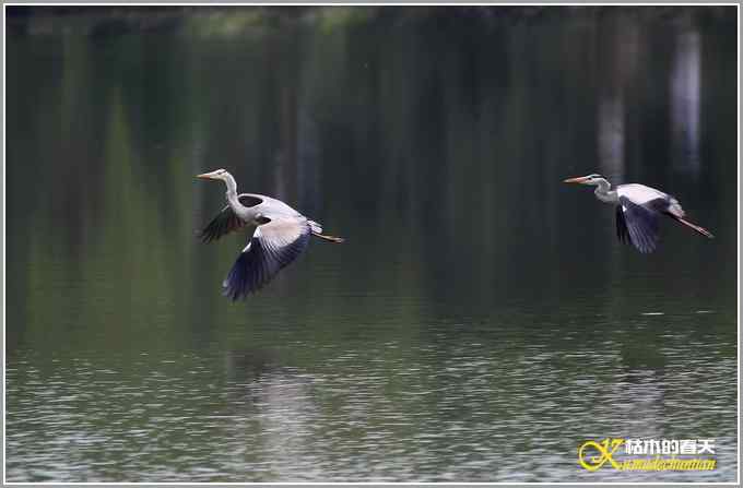 飞翔的鈥滒剽潯菊掌