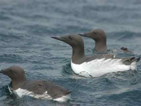 奇特的盔：角嘴海雀