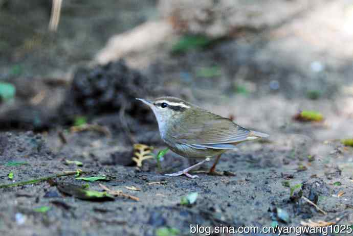 鳞头树莺（记录版）