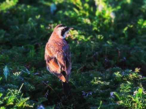 家禽驯化之源之二十八