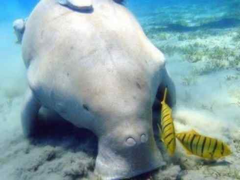 美人鱼：传说的兽原型探秘（儒艮）