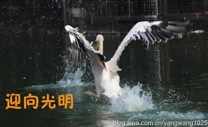 舞（大鹈鹕之舞）