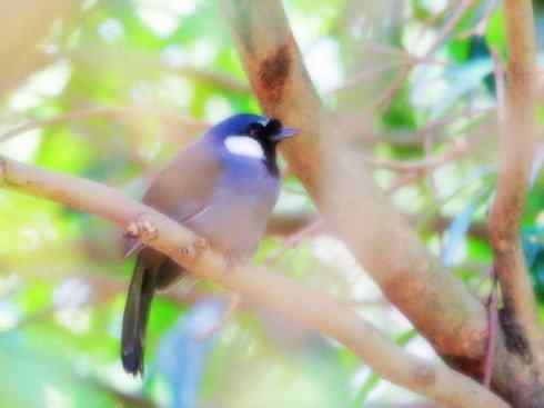 家禽驯化之源之十六