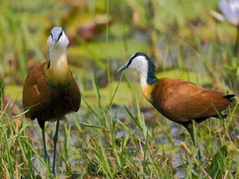 奇特的盔：非洲雉鸻