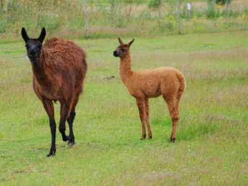 麒麟：传说的兽原型探秘（叉角羚）