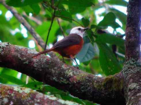 白头鸟系列:另类的美丽（白头歌鵖）