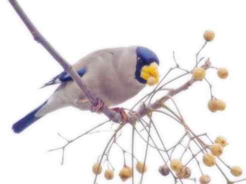 家禽驯化之源之二十二