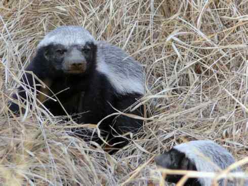 十大喜食蜂蜜动物：蜜獾