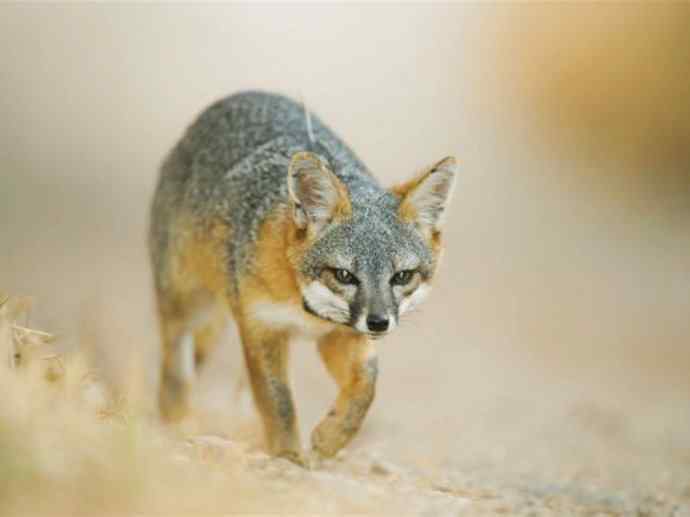 犬科：狐亚科灰狐属之灰狐、岛屿灰狐