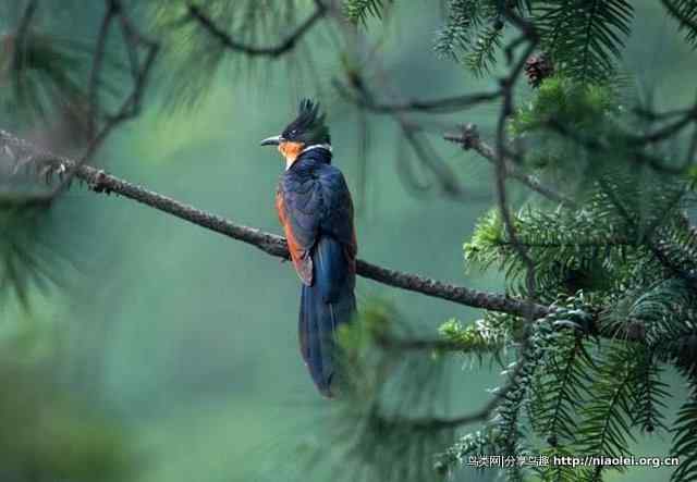 廖耿能讲杜鹃 廖耿能讲杜鹃