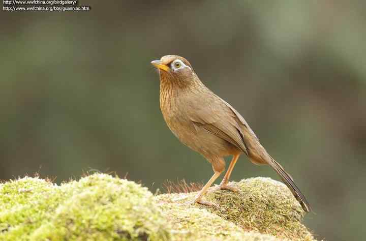 画眉饲养知识大全：画眉300问