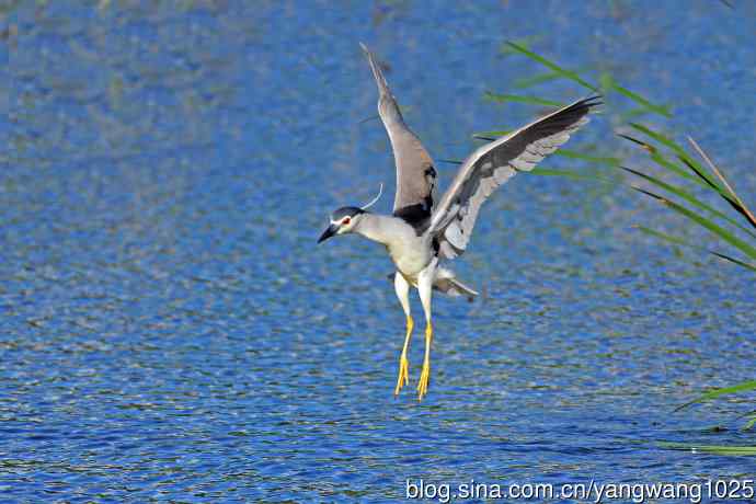 寻鱼的夜鹭（5）