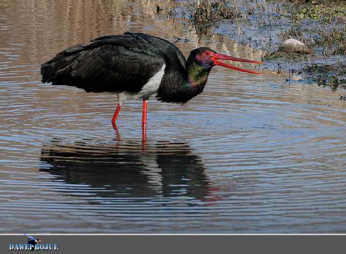十渡黑鹳 wbr冬之魅力