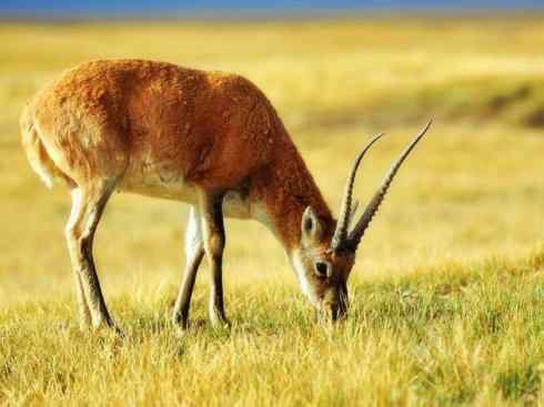 自然奇观：动物大迁徙(非洲大迁徙)