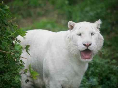 白虎：传说的兽原型探秘（孟加拉虎）