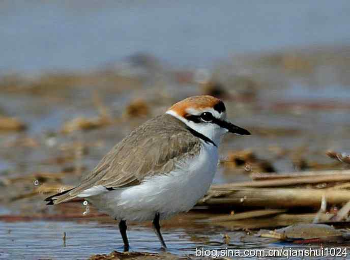 野鸭湖新拍小鸟.环颈鸻