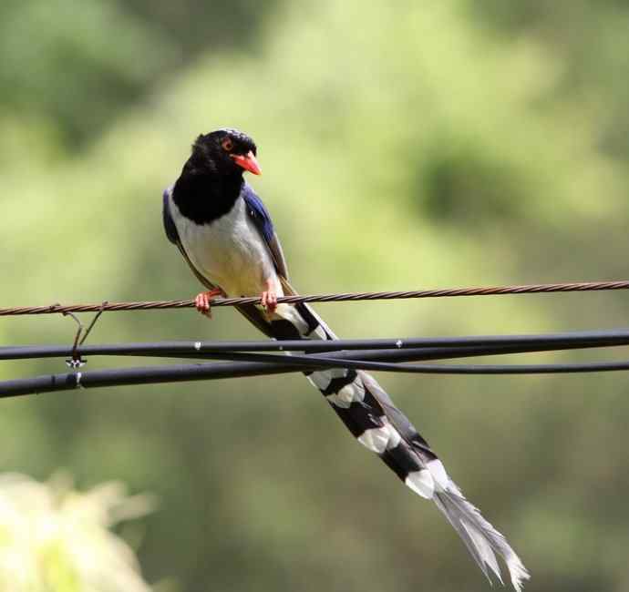 婺源观鸟行之沿途观鸟篇 婺源观鸟行之沿途观鸟篇