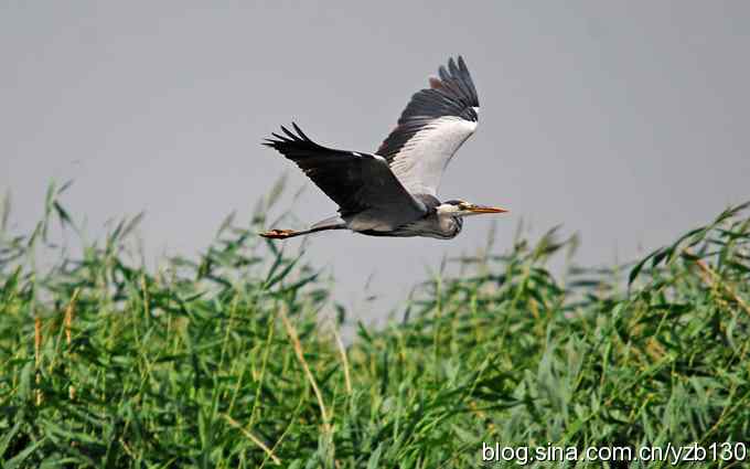 鸟的天堂9鈥斺斘诹核睾５哪信浣牵ㄗ橥迹