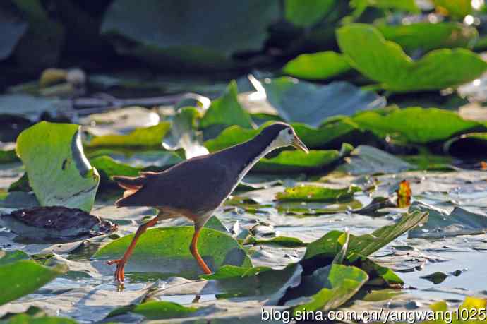 北京龙潭西湖公园的鸟类——白胸苦恶鸟（4）