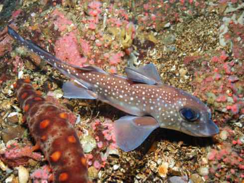 鱼类活化石：银鲛