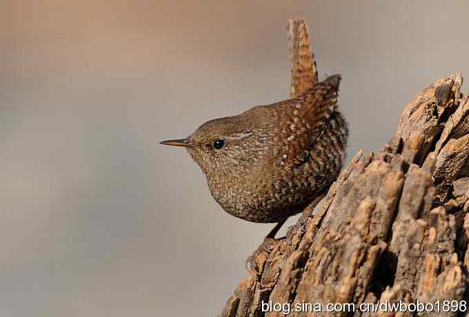 精灵般的小鹪鹩