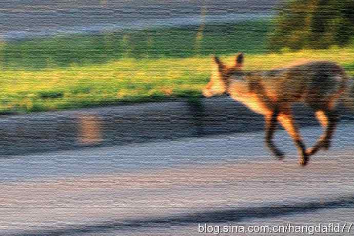 过街狐狸