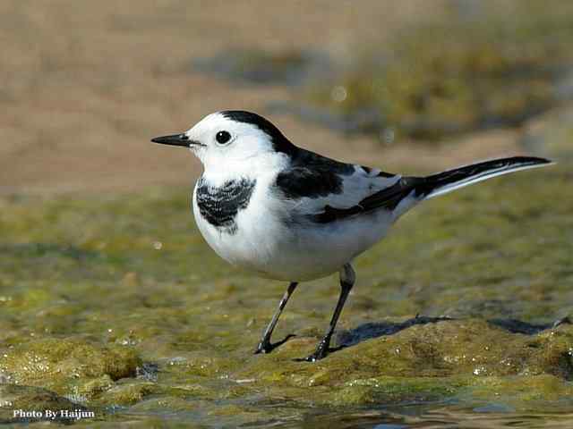 猎艳(红尾水鸲与白顶溪鸲) 猎艳(红尾水鸲与白顶溪鸲)
