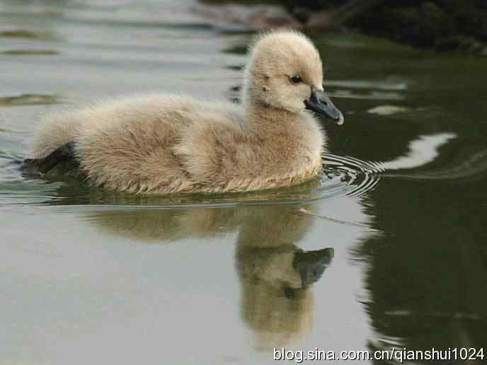 小小天鹅(圆明园)