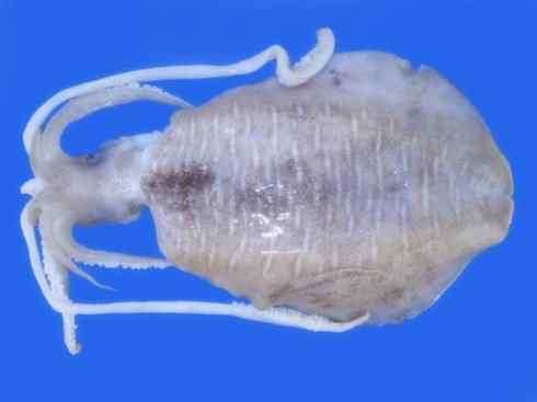 自然奇观：动物大迁徙(乌贼）