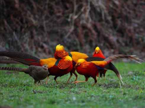 凤凰：传说中的鸟原型探秘（锦鸡）