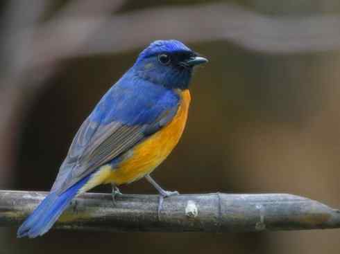 美丽无罪：雀鸟之仙鹟