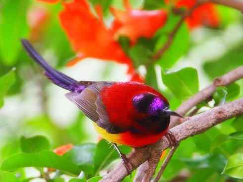 美丽无罪：雀鸟之太阳鸟