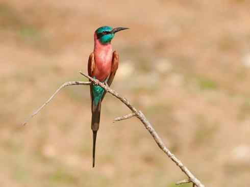 极品红色鸟类：红蜂虎