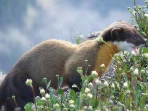 十大喜食蜂蜜动物：黄喉貂