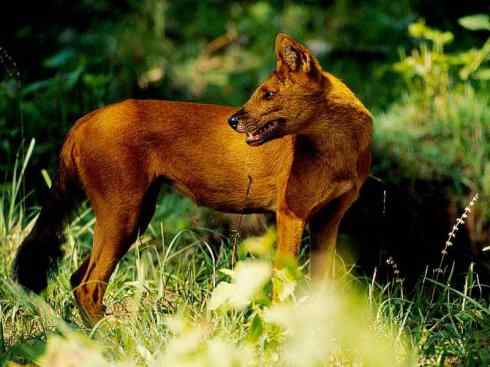 狈：传说的兽原型探秘（豺）