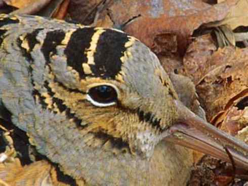 鸟类之最:小丘鹬 鸟类之最:小丘鹬