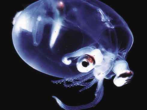 自然奇观：动物大迁徙(乌贼）