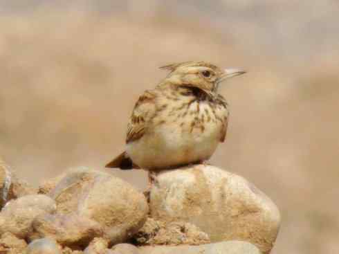 家禽驯化之源之二十八