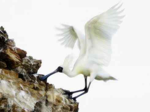 猎奇：奇特的鸟喙之八(重发之黑琵鹭)