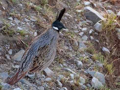 凤凰：传说中的鸟原型探秘（锦鸡）