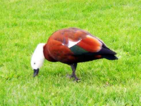 白头鸟系列:另类的美丽9 白头鸟系列:另类的美丽9