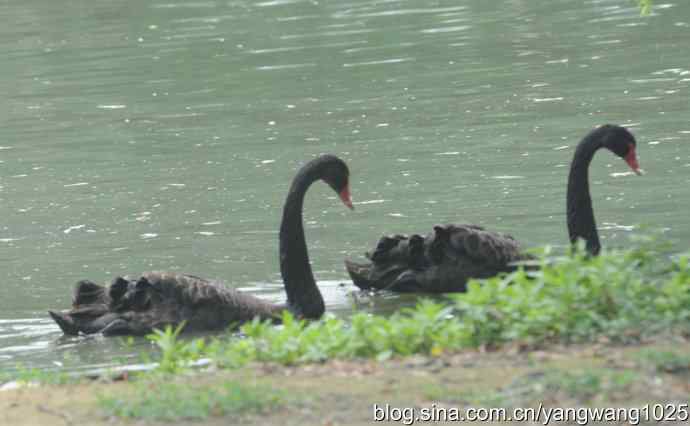 麋鹿的乐园 wbr3