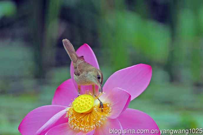 东方大苇莺与荷花(2) 东方大苇莺与荷花(2)