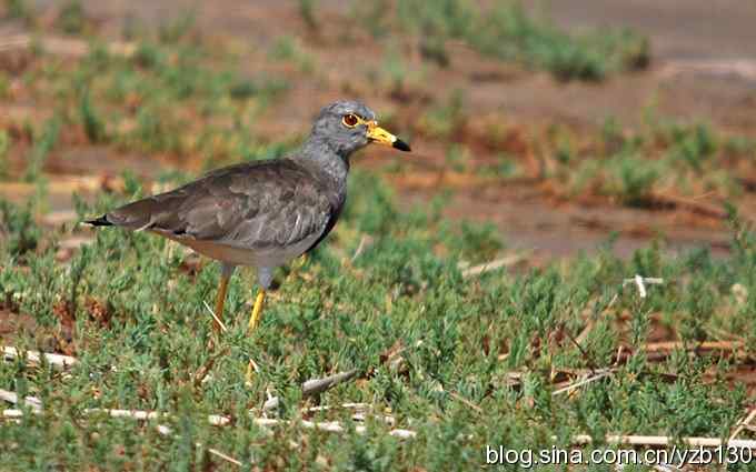 鸟的天堂10鈥斺斘诹核睾５呐浣牵汉旖硼郑浚ㄗ橥迹
