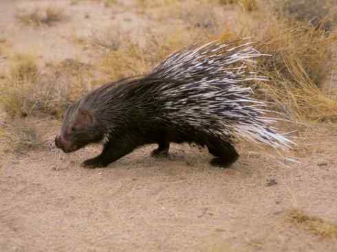 动物世界：山寨还是原创之二（鼹鼠、豪猪）