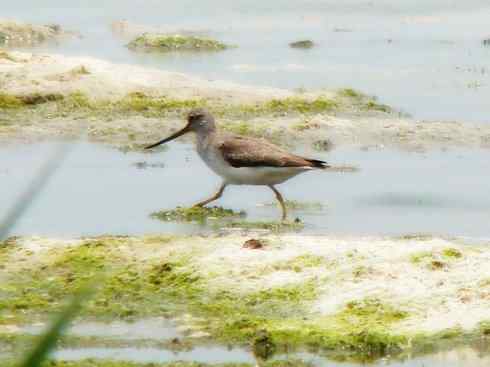 猎奇：奇特的鸟喙之五(重发之翘嘴鹬)