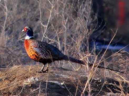 家禽驯化之源之五